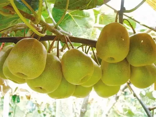 黑山北門4萬斤獼猴桃待售，呼吁社會力量助果農渡難關