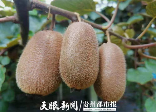 貴州修文7萬噸獼猴桃開啟網絡預售，電商賦能拓寬“黃金果”出山路