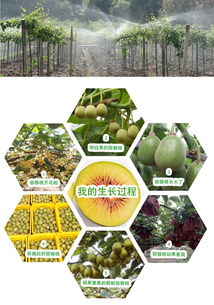 預售開啟 | 生態種植，自然本味 品鑒正宗蒼溪紅心獼猴桃